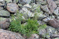 Valeriana alpestris