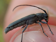 Phytoecia caerulescens