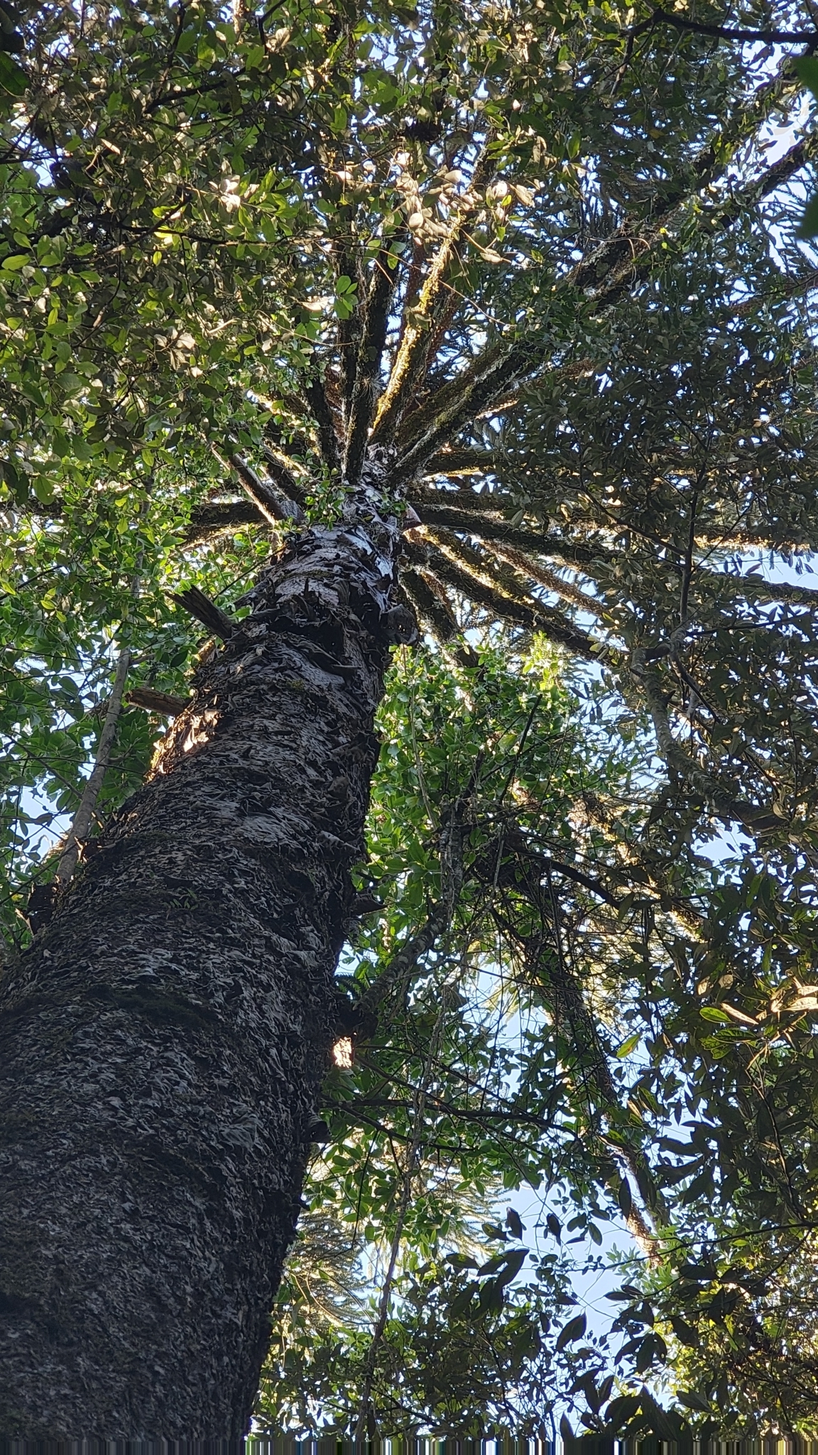 Araucaria angustifolia
