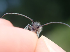 Phytoecia caerulescens