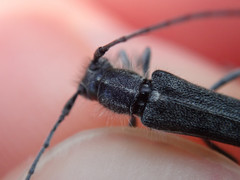 Phytoecia caerulescens