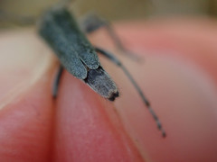 Phytoecia caerulescens