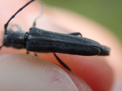 Phytoecia caerulescens