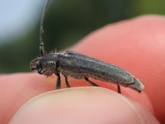 Phytoecia caerulescens