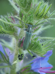 Phytoecia caerulescens