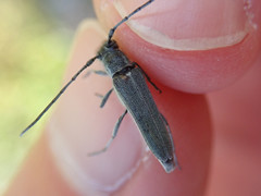 Phytoecia caerulescens