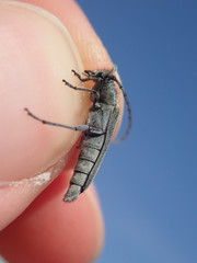 Phytoecia caerulescens