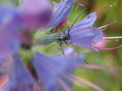 Phytoecia caerulescens