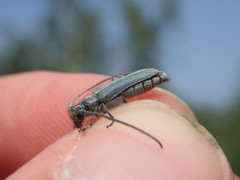 Phytoecia caerulescens