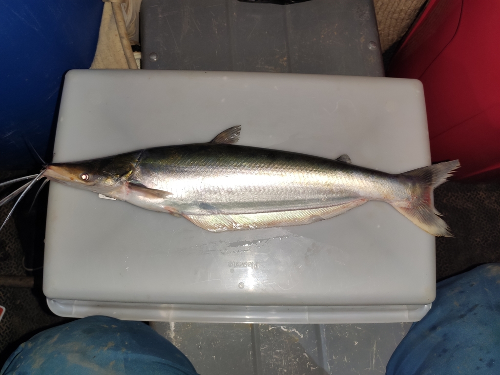 Highwatermark catfish (Hypophthalmus marginatus) — Pimelodidae