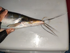 Hypophthalmus marginatus