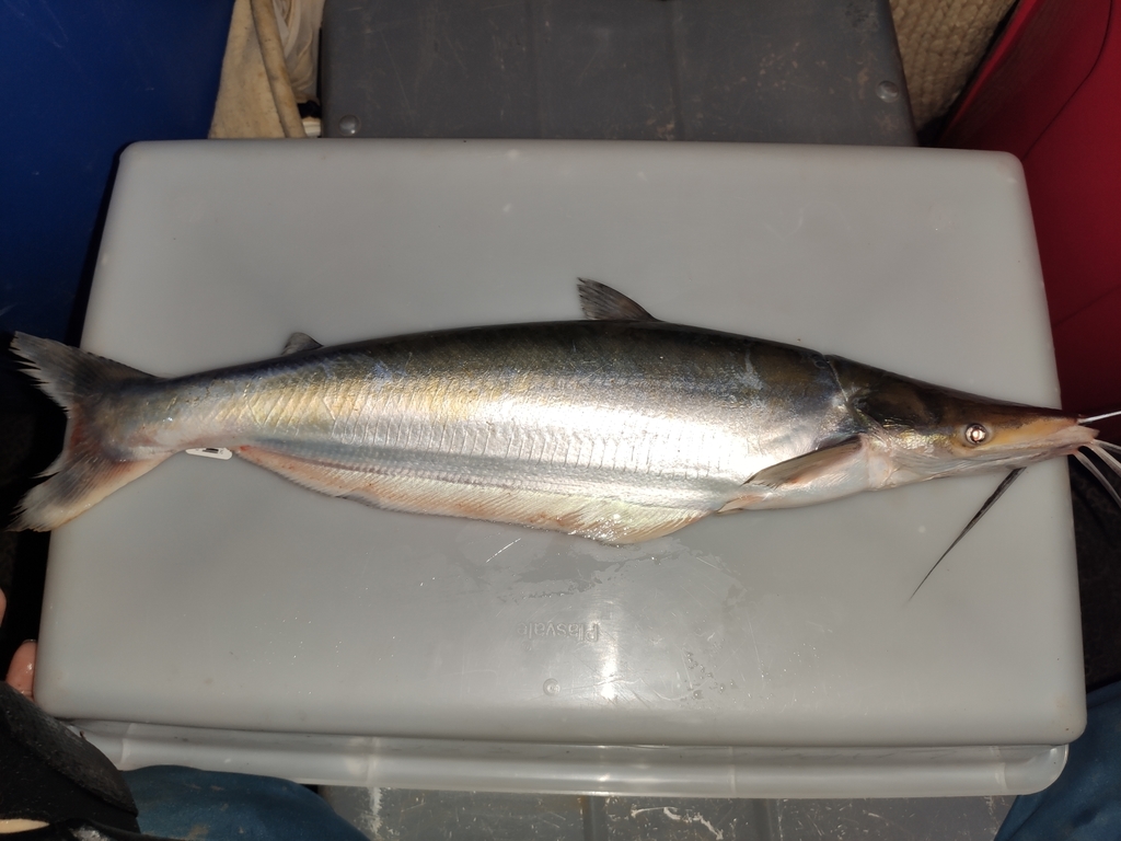 Highwatermark catfish (Hypophthalmus marginatus) — Pimelodidae