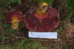 Chalciporus