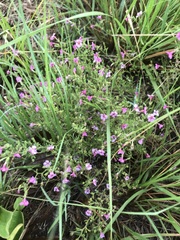Jamesbrittenia aurantiaca