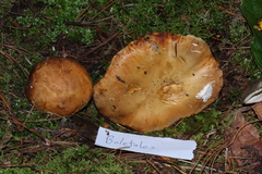 Chalciporus
