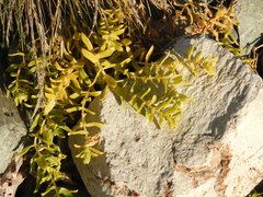 Honckenya peploides major