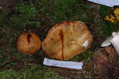 Chalciporus