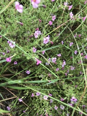 Jamesbrittenia aurantiaca