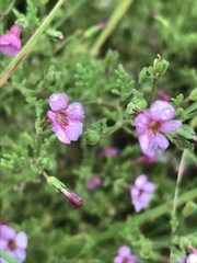 Jamesbrittenia aurantiaca