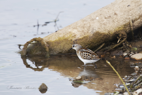 Correlimos menudo (Calidris minuta)