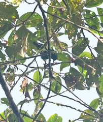 Chlorochrysa phoenicotis