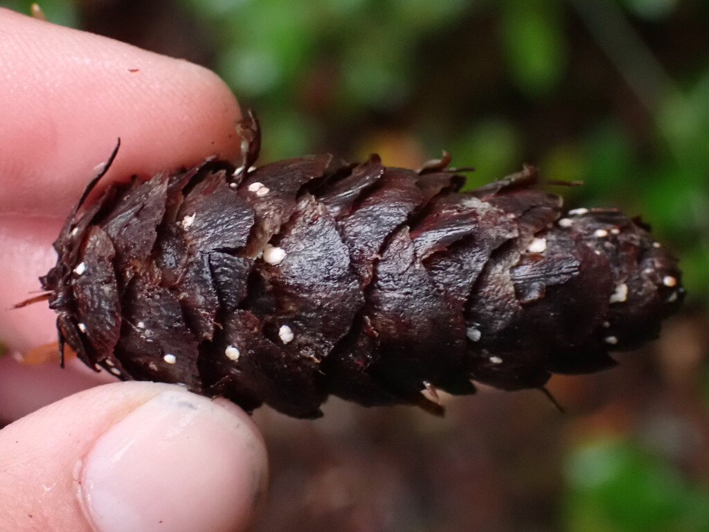 Propoliaceae