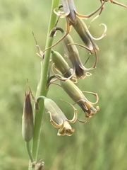 Dipcadi ciliare