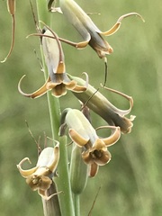 Dipcadi ciliare