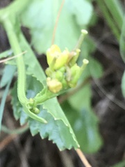 Rorippa nudiuscula