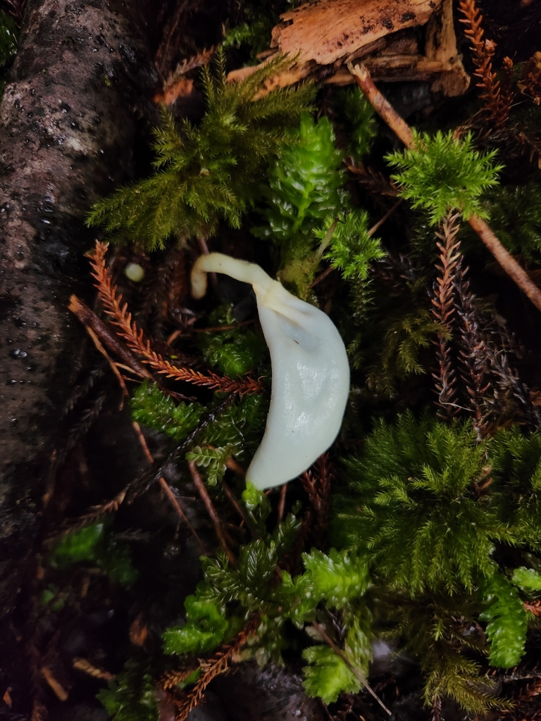 Clavogaster virescens · September 2025 · photo: © archie_tarn (iNaturalist, cc-by)