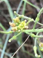 Rorippa nudiuscula
