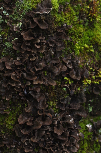 Peppered Moon Lichen (Sticta fuliginosa)