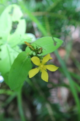 Hypericum montanum