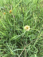 Cyperus erectus