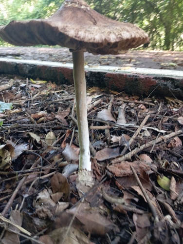 Macrolepiota capelariae (Macrolepiota capelariae)