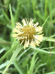 Cyperus erectus