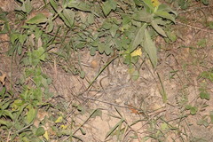 Gerrhonotus liocephalus