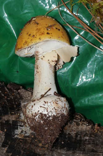 Cottony Volva Amanita