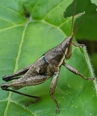 Pyrgomorphoidea