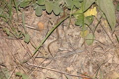 Gerrhonotus liocephalus