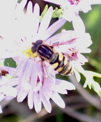 Unknown species found near Park Ave, Westchester, IL, US