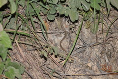 Gerrhonotus liocephalus