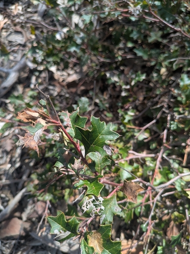 Grevillea steiglitziana, photograph 1