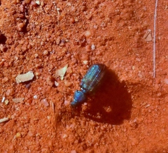 Melyris