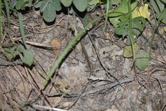 Gerrhonotus liocephalus