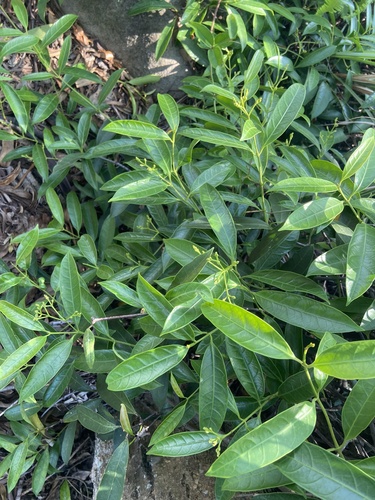Anodendron affine, photograph 6