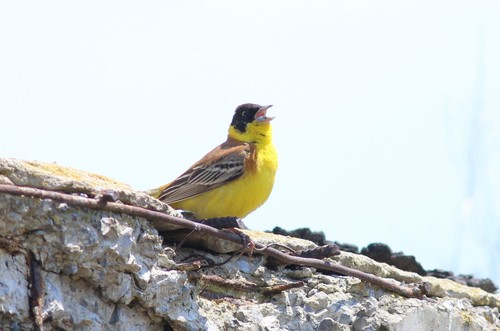 Escribano cabecinegro (Emberiza melanocephala)