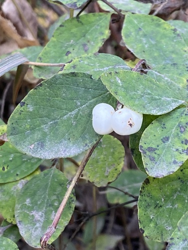 Common Snowberry