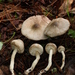 Agaricus pocillator - Photo (c) Alan Rockefeller, some rights reserved (CC BY), uploaded by Alan Rockefeller