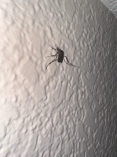 Unknown species found near S Brandi Dr, Elkins, AR, US